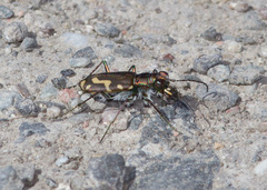 Cicindela senilis
