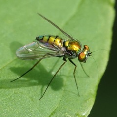Condylostylus comatus