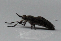 Haematopota