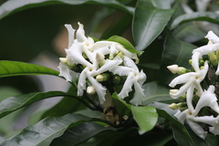 Tabernaemontana ventricosa