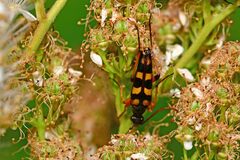 Strangalia attenuata