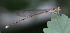 Pseudagrion hageni