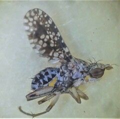 Trypetoptera punctulata