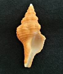 Triplofusus giganteus