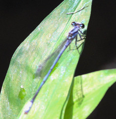 Pseudagrion kersteni