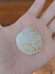 Dinocardium robustum