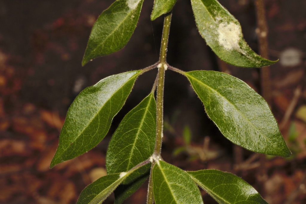 Hairy Tinderwood (Volkameria eriophylla)