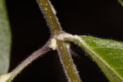 Volkameria eriophylla image