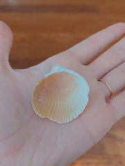 Dinocardium robustum