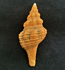 Triplofusus giganteus