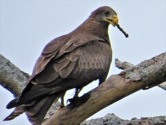 Milvus migrans parasitus