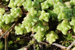 Sedum anglicum