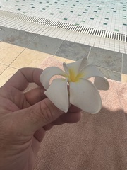 Plumeria obtusa