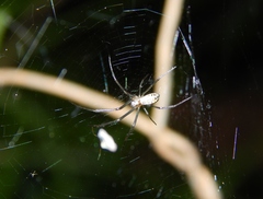 Trichonephila fenestrata