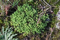 Sedum anglicum