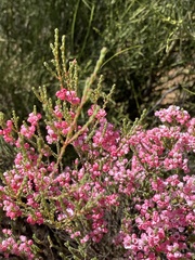 Myrtaceae