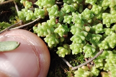 Sedum anglicum