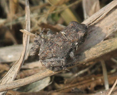 Sclerophrys capensis