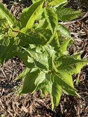 Cephalanthus occidentalis