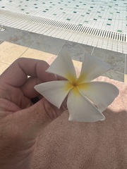 Plumeria obtusa
