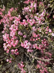 Myrtaceae
