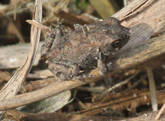 Sclerophrys capensis