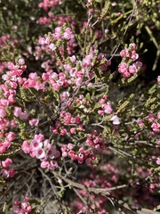 Myrtaceae