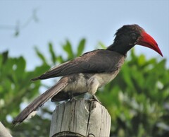 Lophoceros alboterminatus