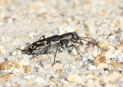 Cicindela senilis