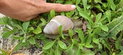 Megalobulimus