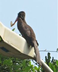 Lophoceros alboterminatus