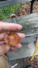 Psilocybe cyanescens