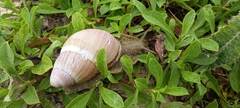Megalobulimus