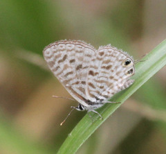 Leptotes