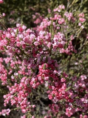 Myrtaceae