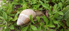 Megalobulimus