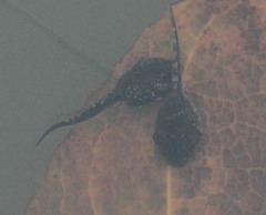 Sclerophrys capensis