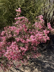 Myrtaceae