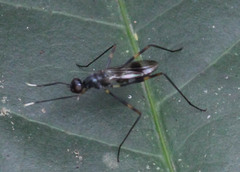 Taeniapterinae
