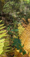 Taenidia montana