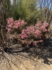 Myrtaceae
