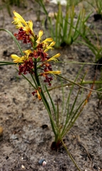 Tritoniopsis parviflora