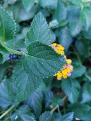 Lantana