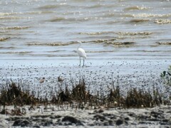Egretta eulophotes