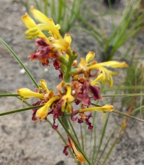 Tritoniopsis parviflora