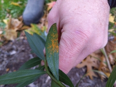 Coleosporium