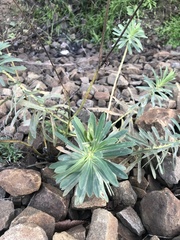 Euphorbia stepposa
