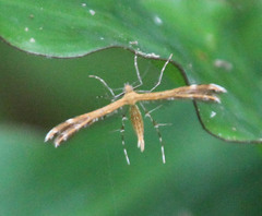 Oxyptilini