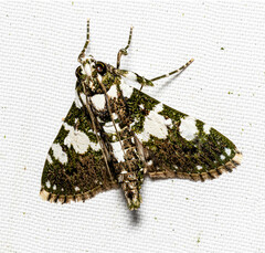 Termioptycha conjuncta