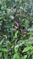 Persicaria longiseta